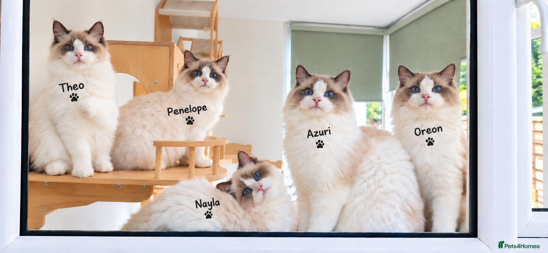 Ragdoll cats Beautiful GCCF active Ragdoll girls. - Advert 1