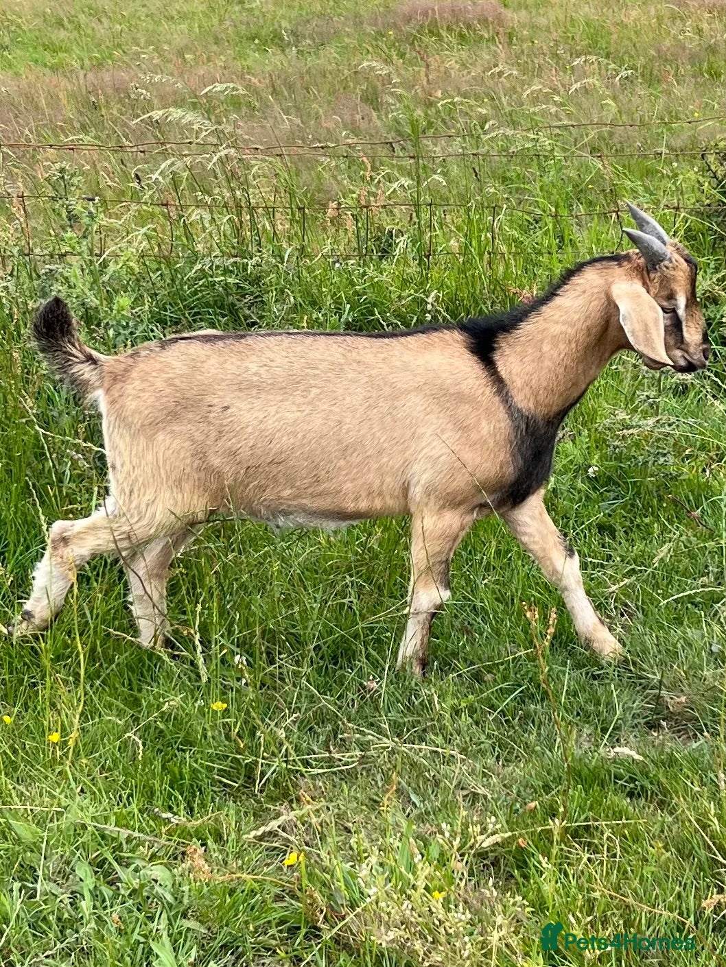 Goats livestock Intact male Anglo Nubian/Toggenburg/Boer cross - Advert 1