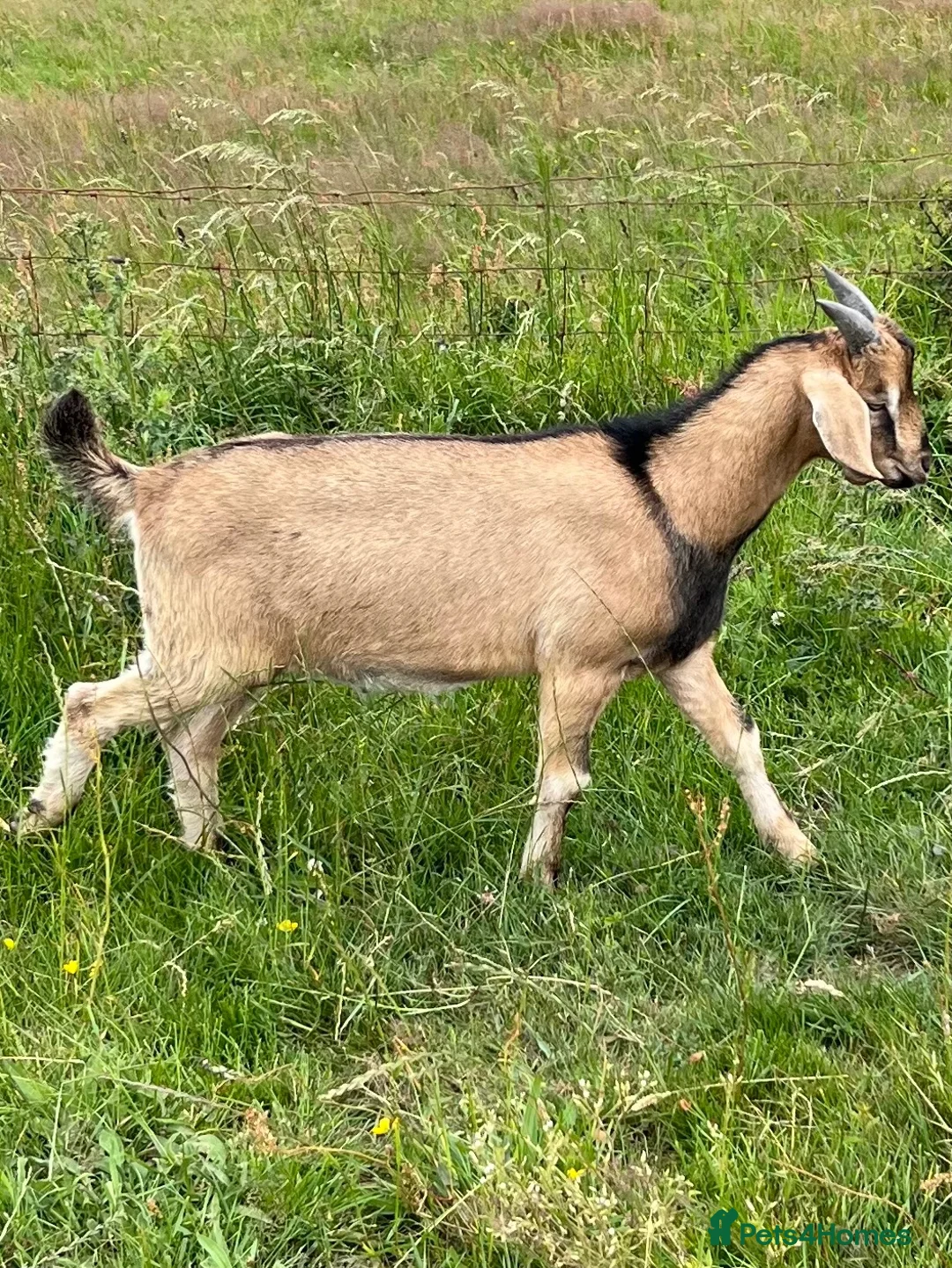 Goats livestock for sale: Intact male Anglo Nubian/Toggenburg/Boer cross - Advert 1