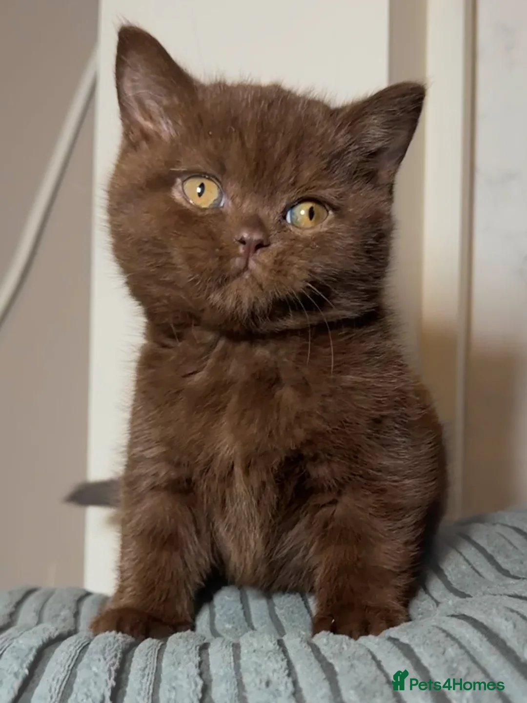 British Shorthair cats for sale: Cinnamon carrier kittens  - Advert 2
