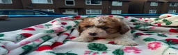 Mixed Breed dogs for sale: Adorable teddy bear shihpoo X chihuahua puppies - Advert 3