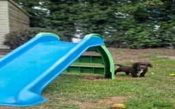 Cocker Spaniel dogs for sale: KC registered cocker spaniels - Image 30