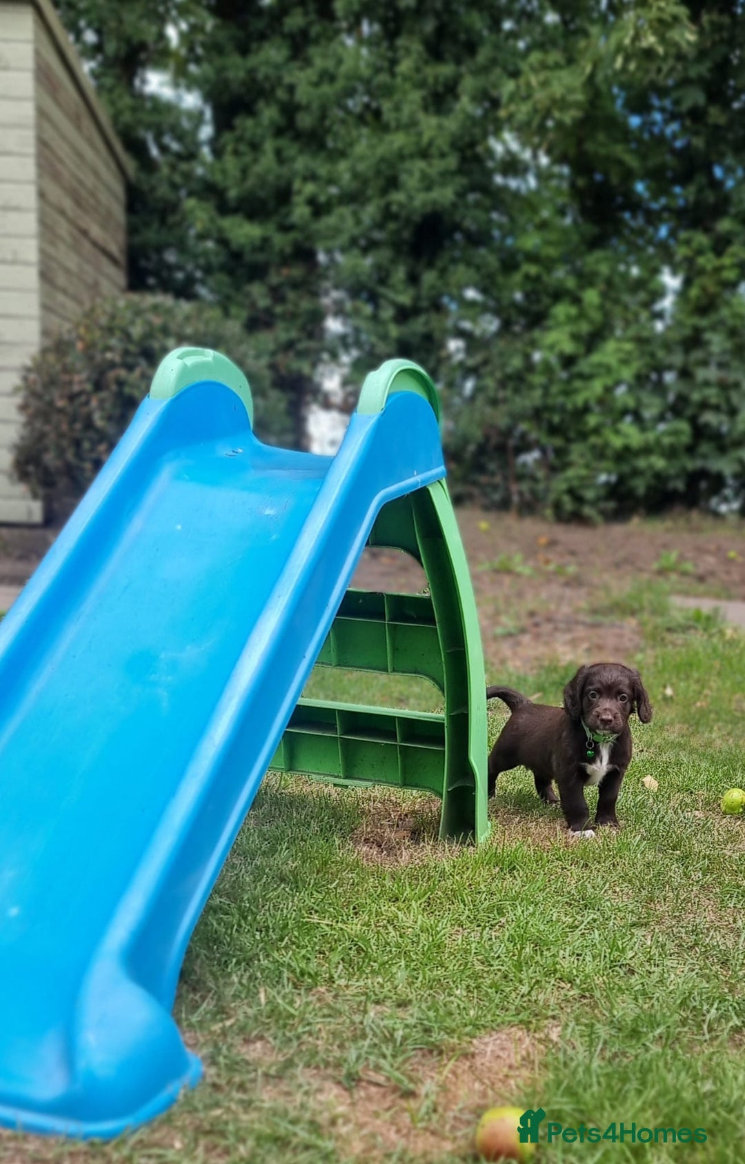 Cocker Spaniel dogs for sale: KC registered cocker spaniels - Image 30