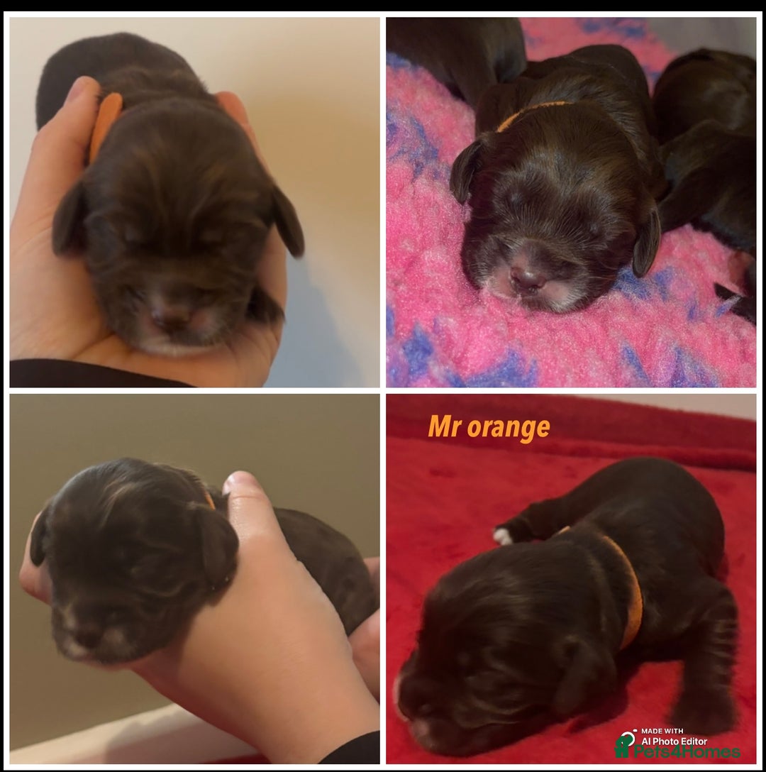 Cockapoo dogs for sale: Cockapoo f2b chocolate boys  - Advert 8