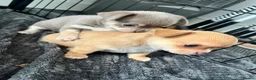 Chihuahua dogs for sale: Chihuahua puppies 2 boys kc registered  - Advert 12