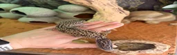 Leopard Gecko reptiles for sale: Mack Snow Leopard Gecko - Advert 5
