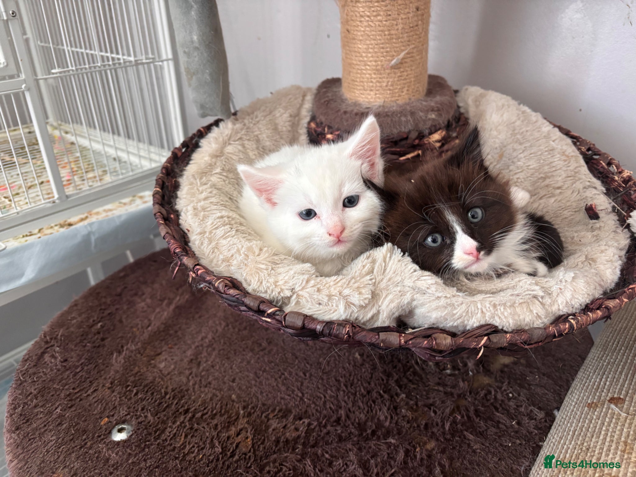 Turkish Angora cats Two Fluffy Boys Left 💙 ready now  - Advert 1
