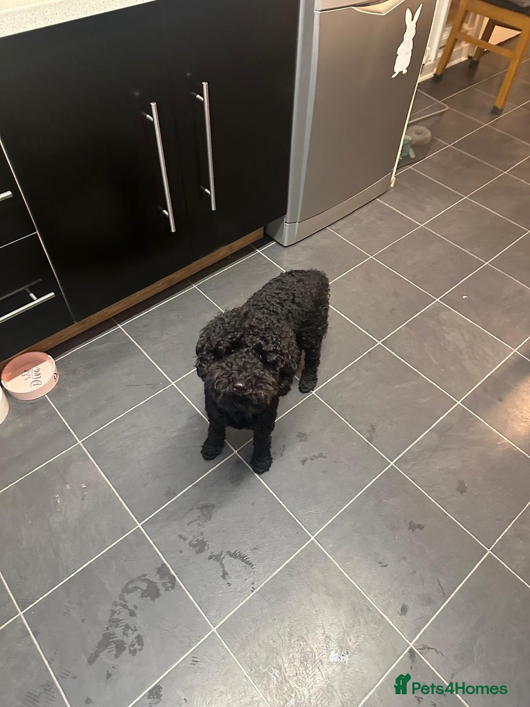 Cockapoo dogs for sale: 1 Year old F1B Cockapoo  - Advert 1