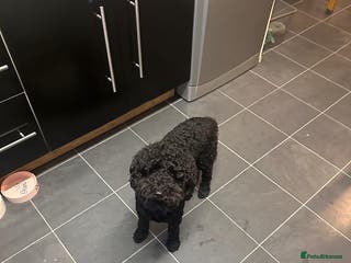 Cockapoo dogs 1 Year old F1B Cockapoo - Advert 3