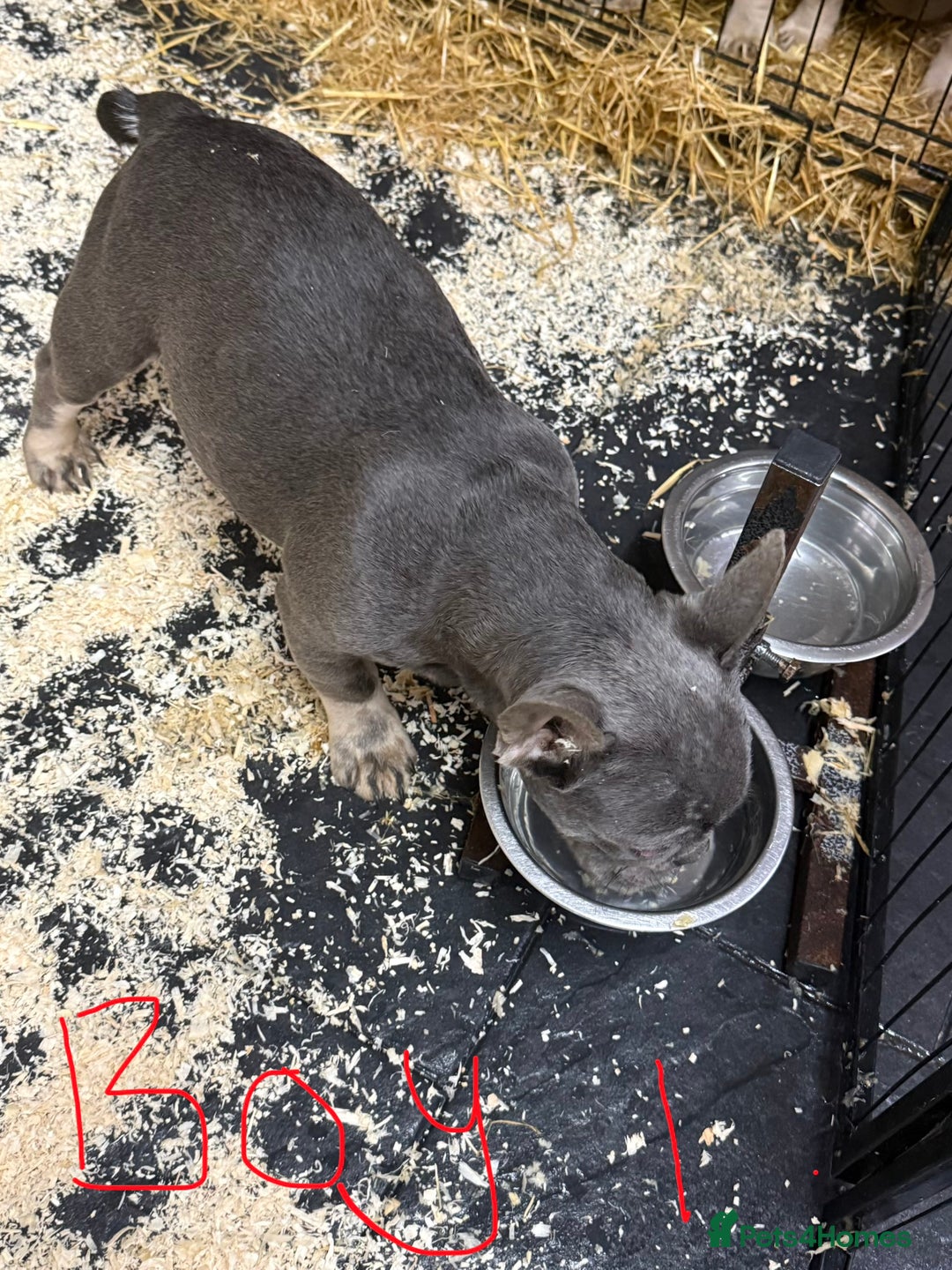 French Bulldog dogs for sale: Reduced French Bulldogs - Advert 11