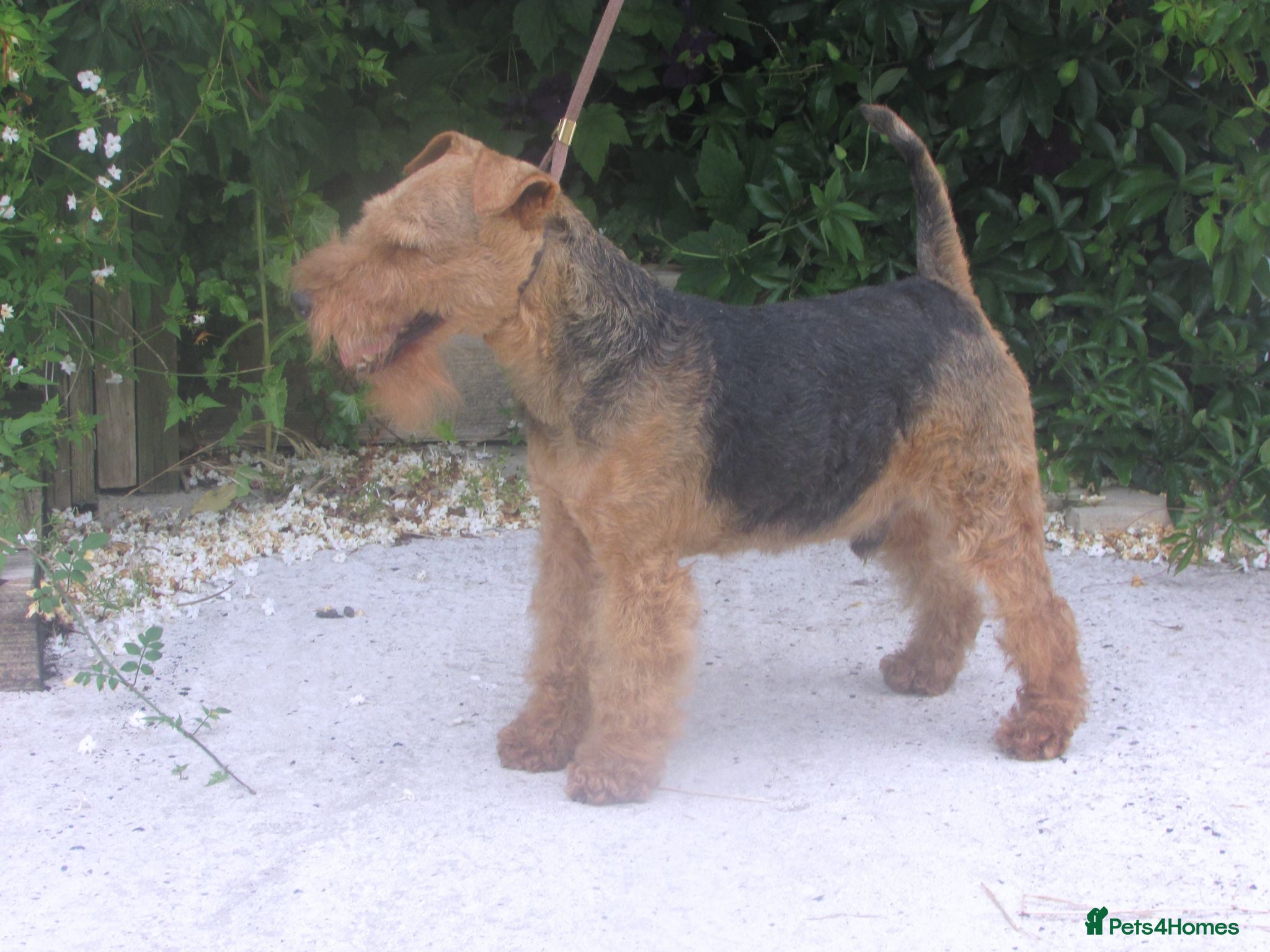 Welsh Terrier dogs Lovely natured retired show dog - Advert 11