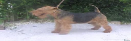 Welsh Terrier dogs for sale: Lovely natured retired show dog - Advert 1