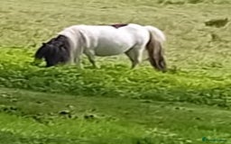 Shetland pony horses for sale: Gorgeous Colt  - Image 3