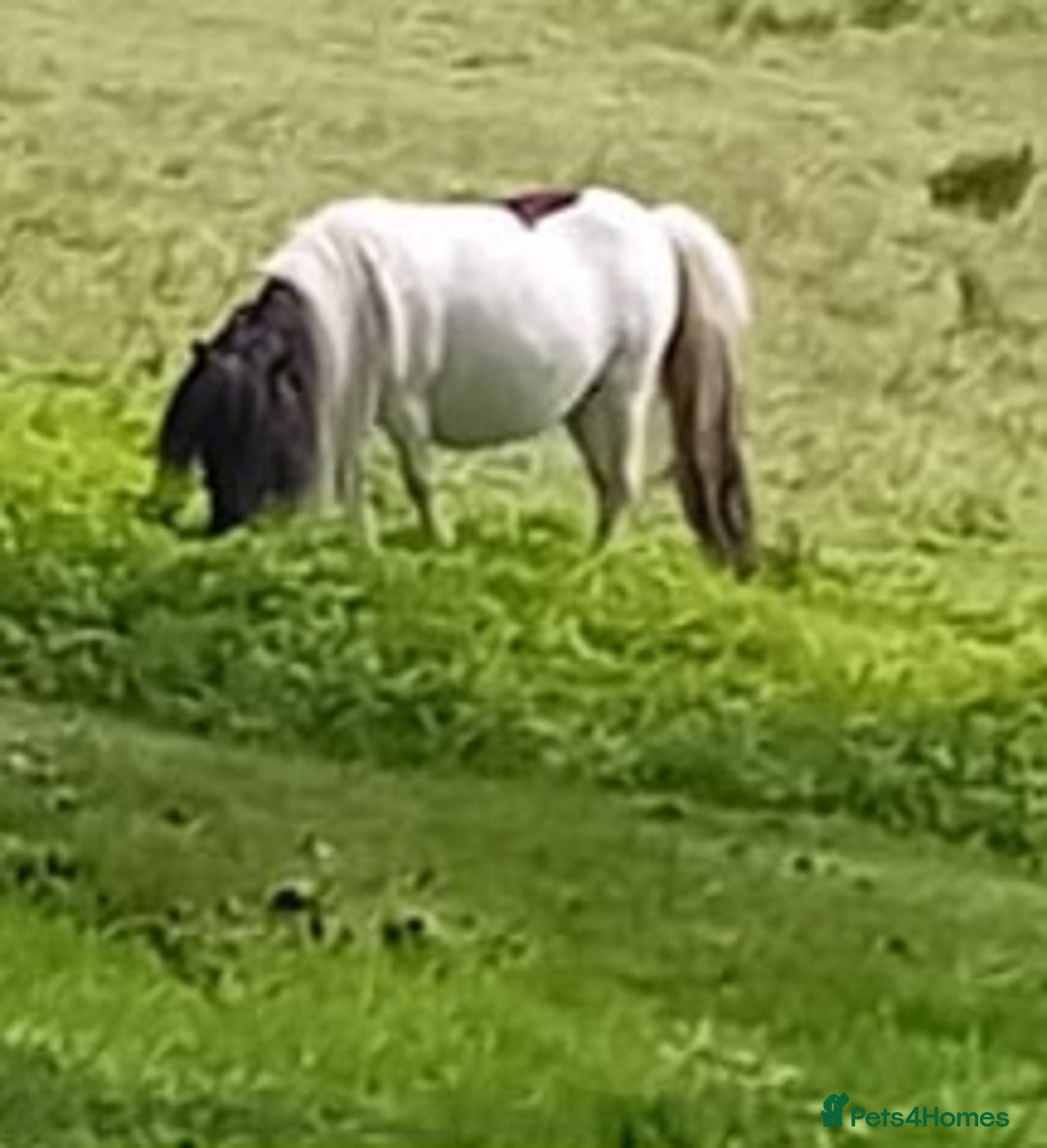 Shetland pony horses for sale: Gorgeous Colt  - Image 3