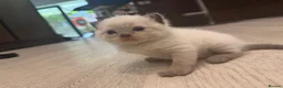Scottish Fold cats for sale: ✨ Beautiful Scottish Straight Kitten  ✨ - Advert 8