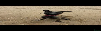 Trauma 