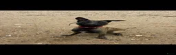 Belgian Shepherd Dog dogs for sale: 11 Month Old Belgian Malinios - Advert 4
