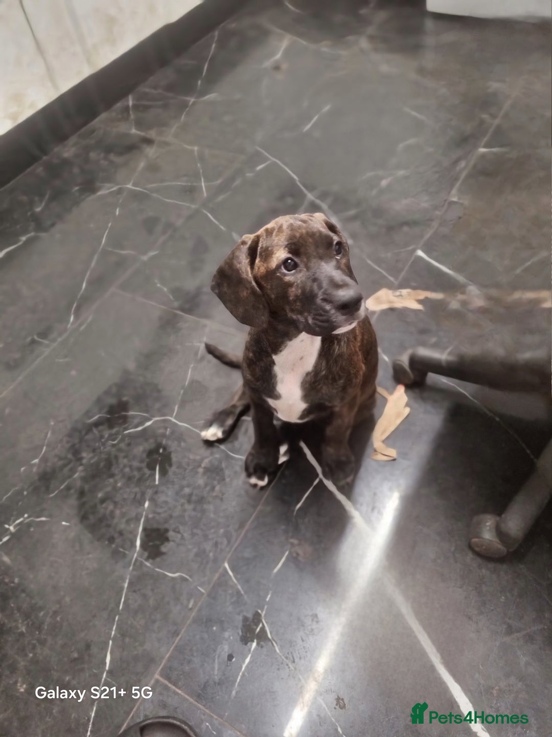 Mixed Breed dogs for sale: Cute little princess  - Image 12