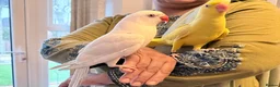 Ringnecks birds for sale: Beautiful Indian ringnecks rare albino & yellow  - Advert 13