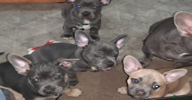 Mixed Breed dogs - Advert 2