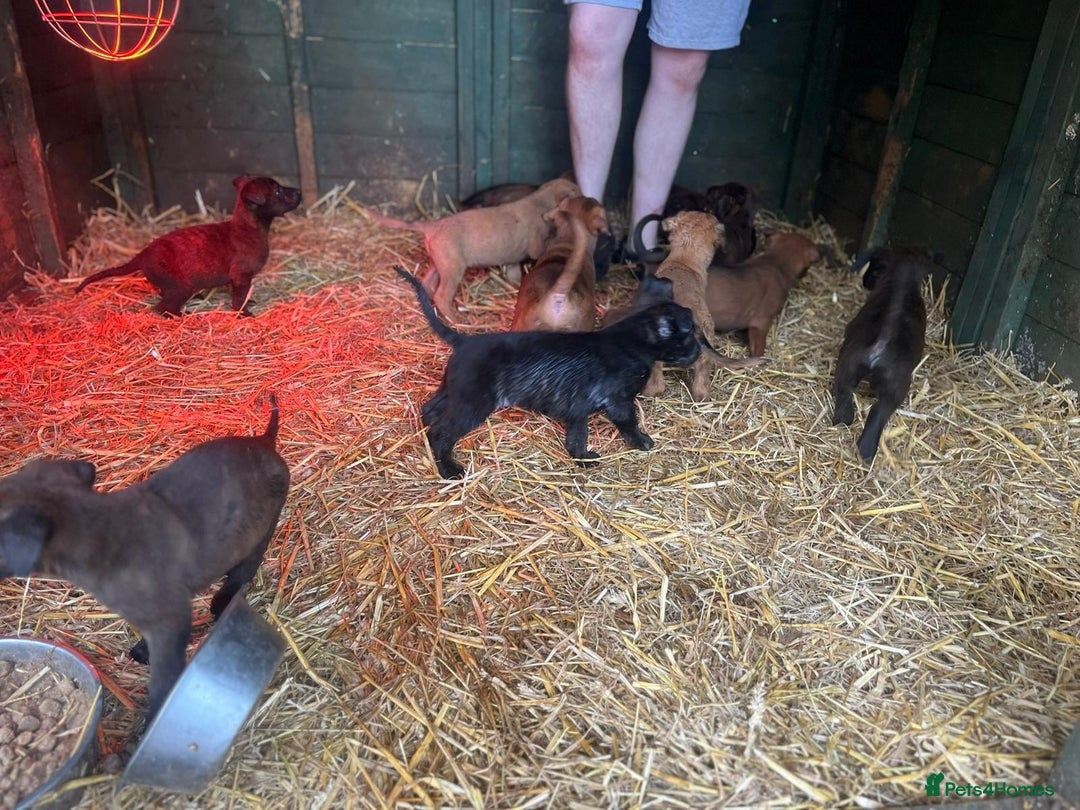 Belgian Shepherd Dog dogs for sale: Litter  - Image 17
