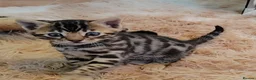 Bengal cats for sale: Beautiful Bengal kittens  - Advert 12