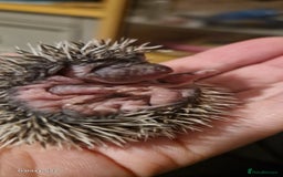 Pygmy Hedgehog rodents for sale: Three gorgeous hoglets for sale  - Image 4