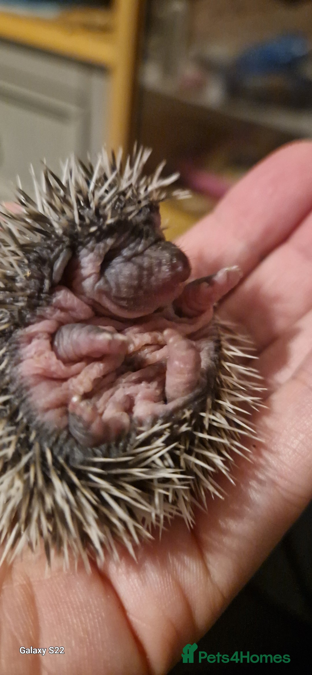 Pygmy Hedgehog rodents for sale: Three gorgeous hoglets for sale  - Image 4