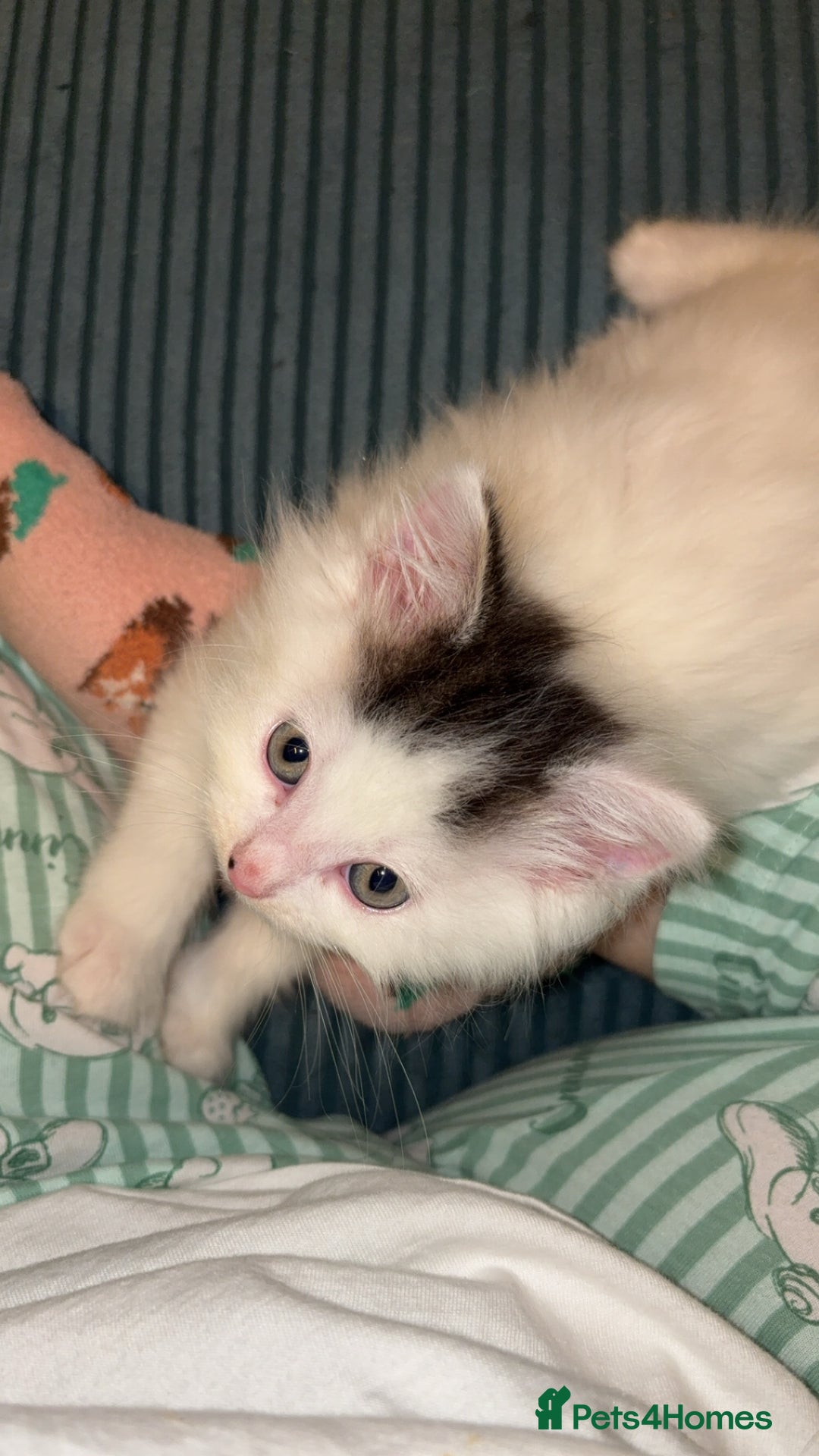 Mixed Breed cats for sale: Adorable fluffy kittens  - Advert 12