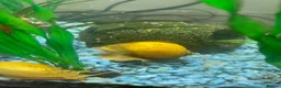 Snails fish for sale: Golden apple snails - Advert 21