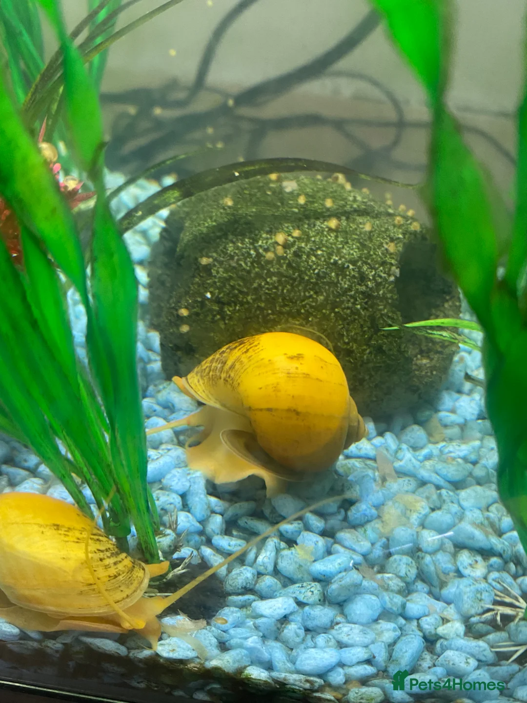 Snails fish for sale: Golden apple snails - Advert 21
