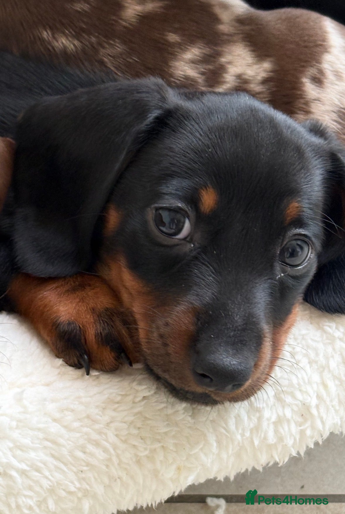 Dachshund dogs Smooth haired miniature Dachshunds 🐶😍 - Advert 2