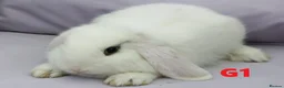 Mixed Breed rabbits for sale: Cute & Loving French x Mini Lop Ready!!! - Advert 12
