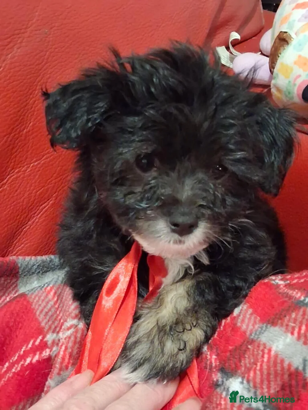 Mixed Breed dogs for sale: Puppies ready for forever homes  - Advert 13
