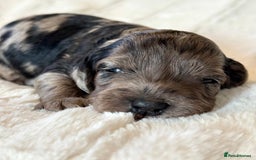 Cockapoo dogs for sale: F1b Miniature Cockapoo Pups Fully Health Tested - Advert 34