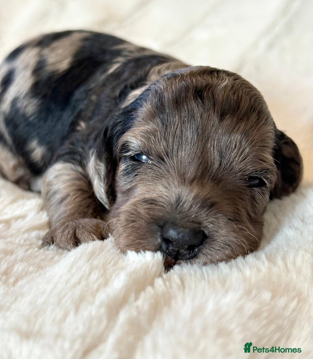 Cockapoo dogs for sale: F1b Miniature Cockapoo Pups Fully Health Tested - Advert 34