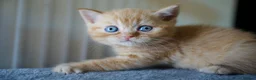 British Shorthair cats for sale: 🌟GCCF BSH Kittens Beautiful Variety of Colours 🌟 - Advert 9