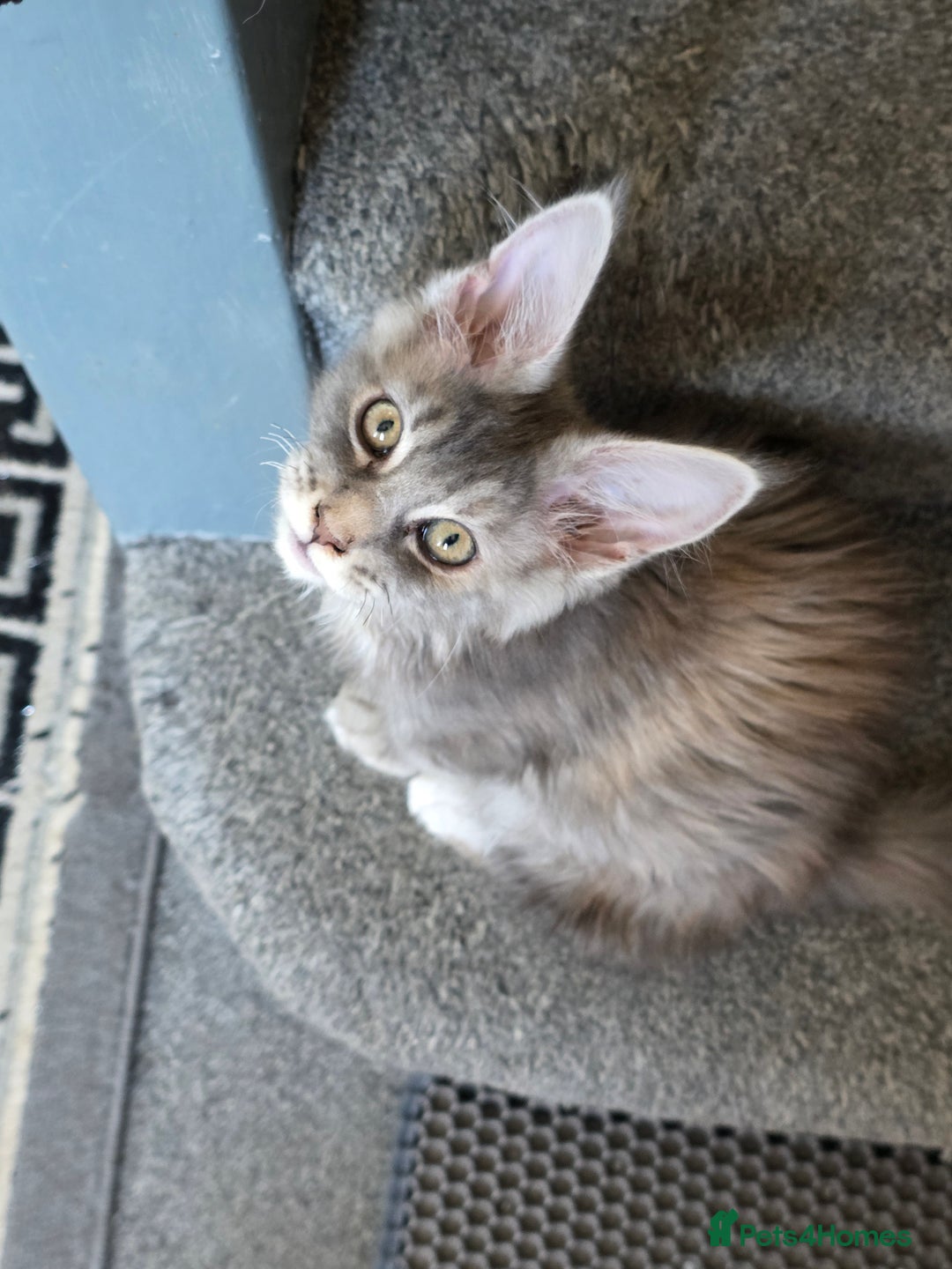 Maine Coon cats for sale: TICA REGISTERED STUNNING MAINE COON KITTENS  in Blackpool - Image 6