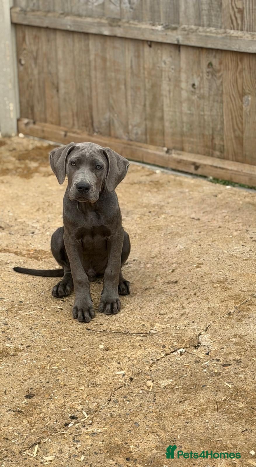 Cane Corso dogs Cane corso pups fully vaccinated  - Advert 1