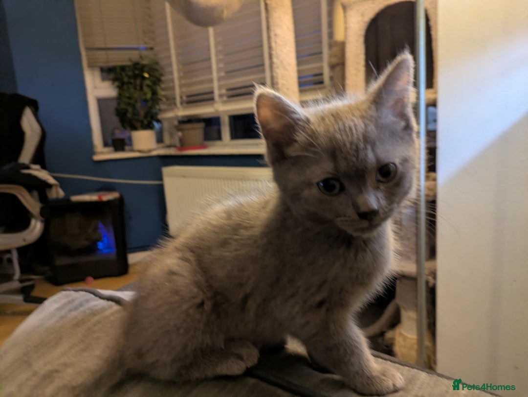 Mixed Breed cats for sale:  Beautiful British Shorthair Cross Ragdoll kittens - Advert 8