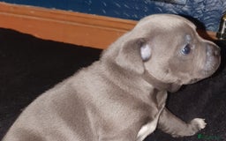 Staffordshire Bull Terrier dogs for sale: Twin large blue staffy boys - Image 19