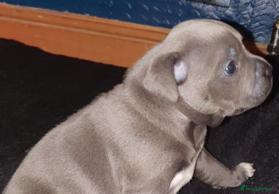 Staffordshire Bull Terrier dogs for sale: Twin large blue staffy boys - Image 19