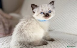 Ragdoll cats for sale: Stunning ragdoll kittens for sale  - Image 10