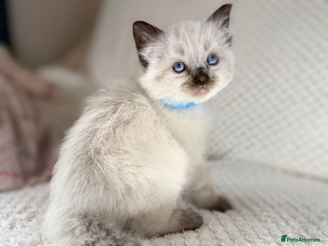 Ragdoll cats for sale: Stunning ragdoll kittens for sale  - Image 10