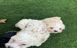 Cavapoo dogs for sale: Beautiful cavapoo puppies  - Image 27