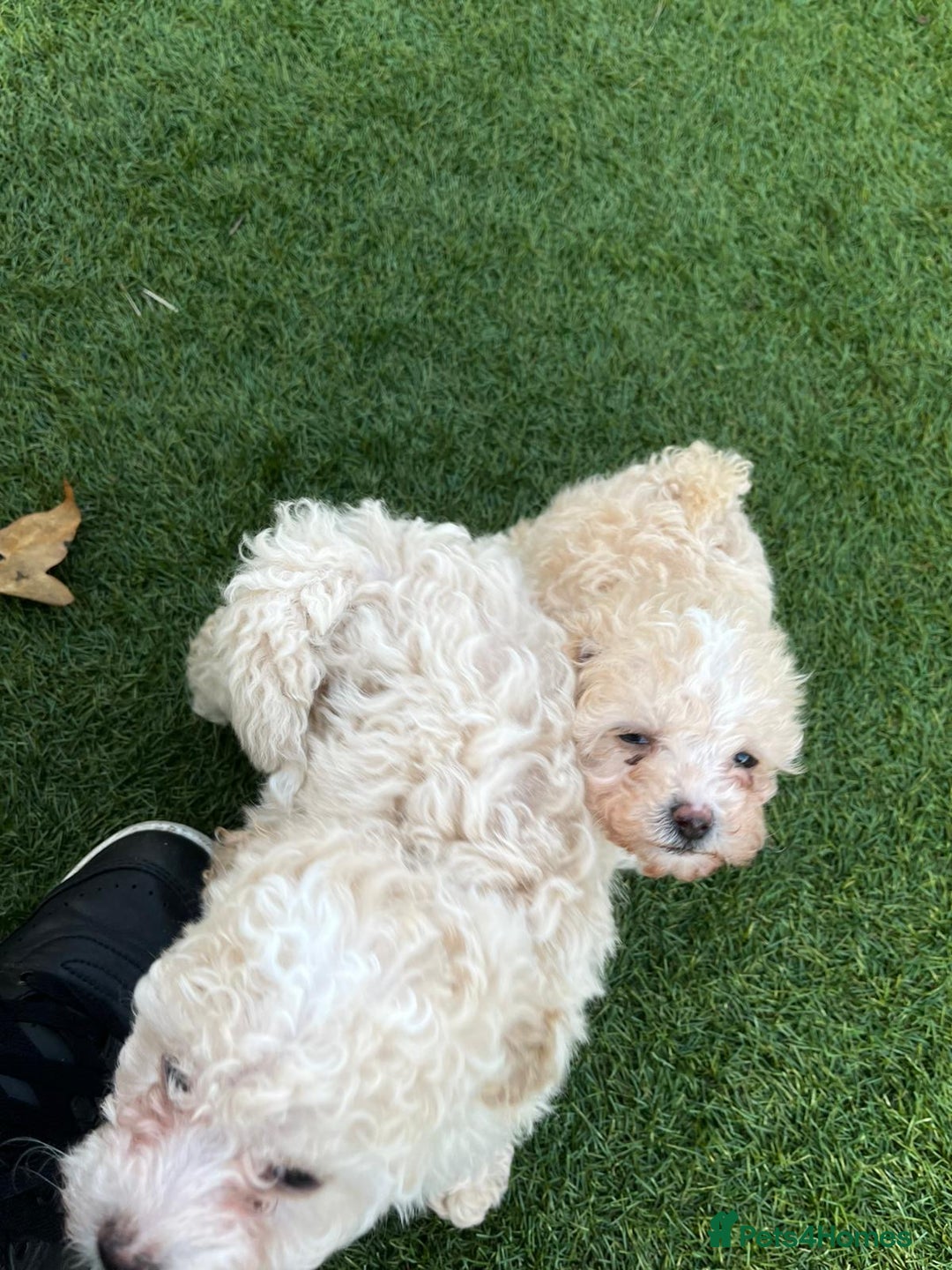 Cavapoo dogs for sale: Beautiful cavapoo puppies  - Image 27