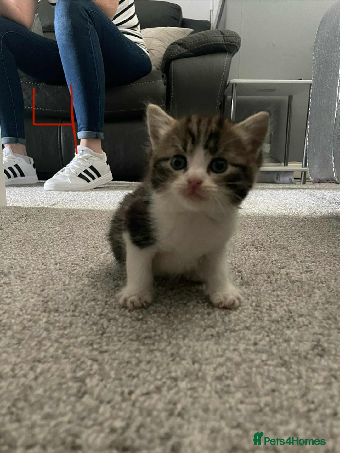 Domestic Shorthair cats for sale: Mixed litter domestic shorthair - Image 8