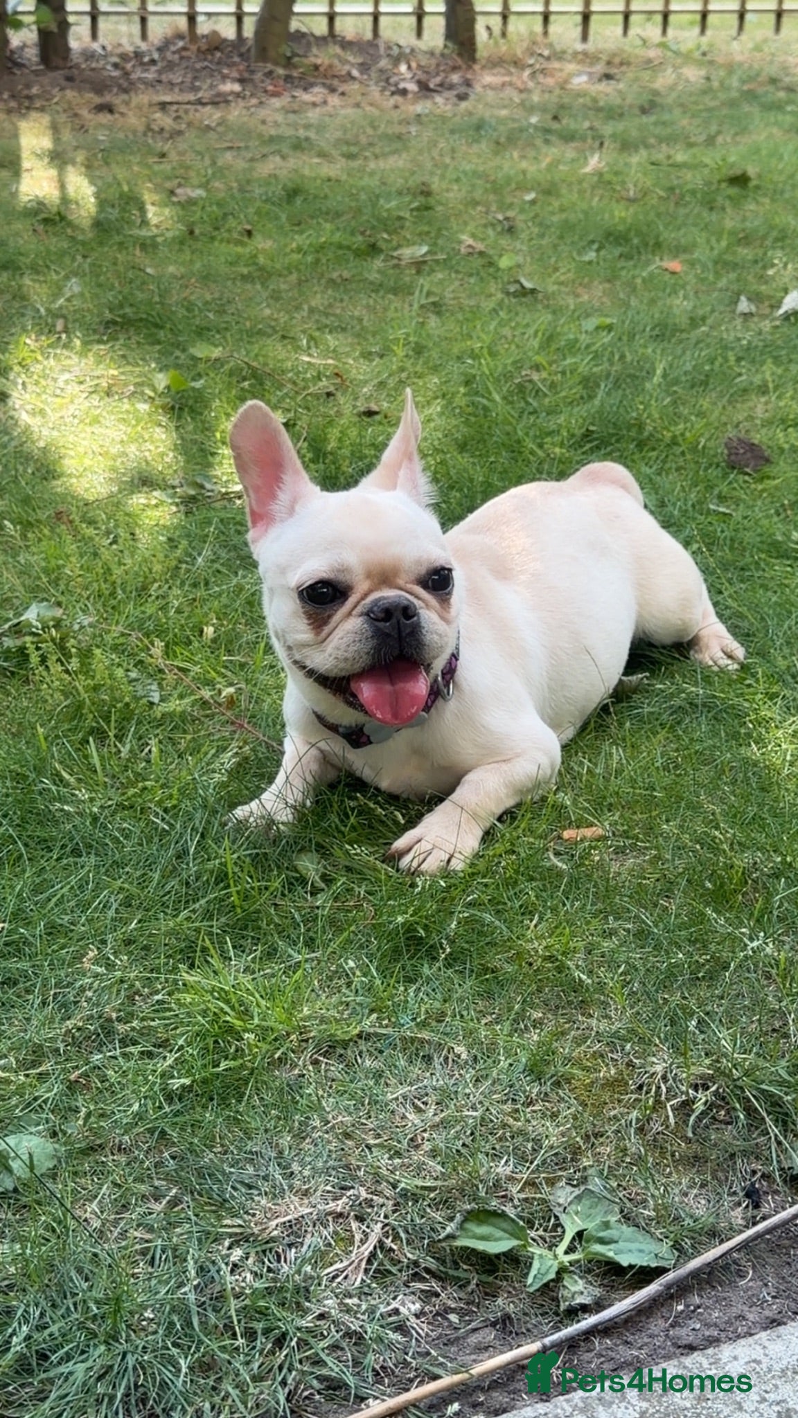 French Bulldog dogs White French Bulldog  - Advert 18