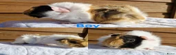 Guinea Pig rodents for sale: 3 Male baby guinea pigs - Ready to leave now - Advert 4