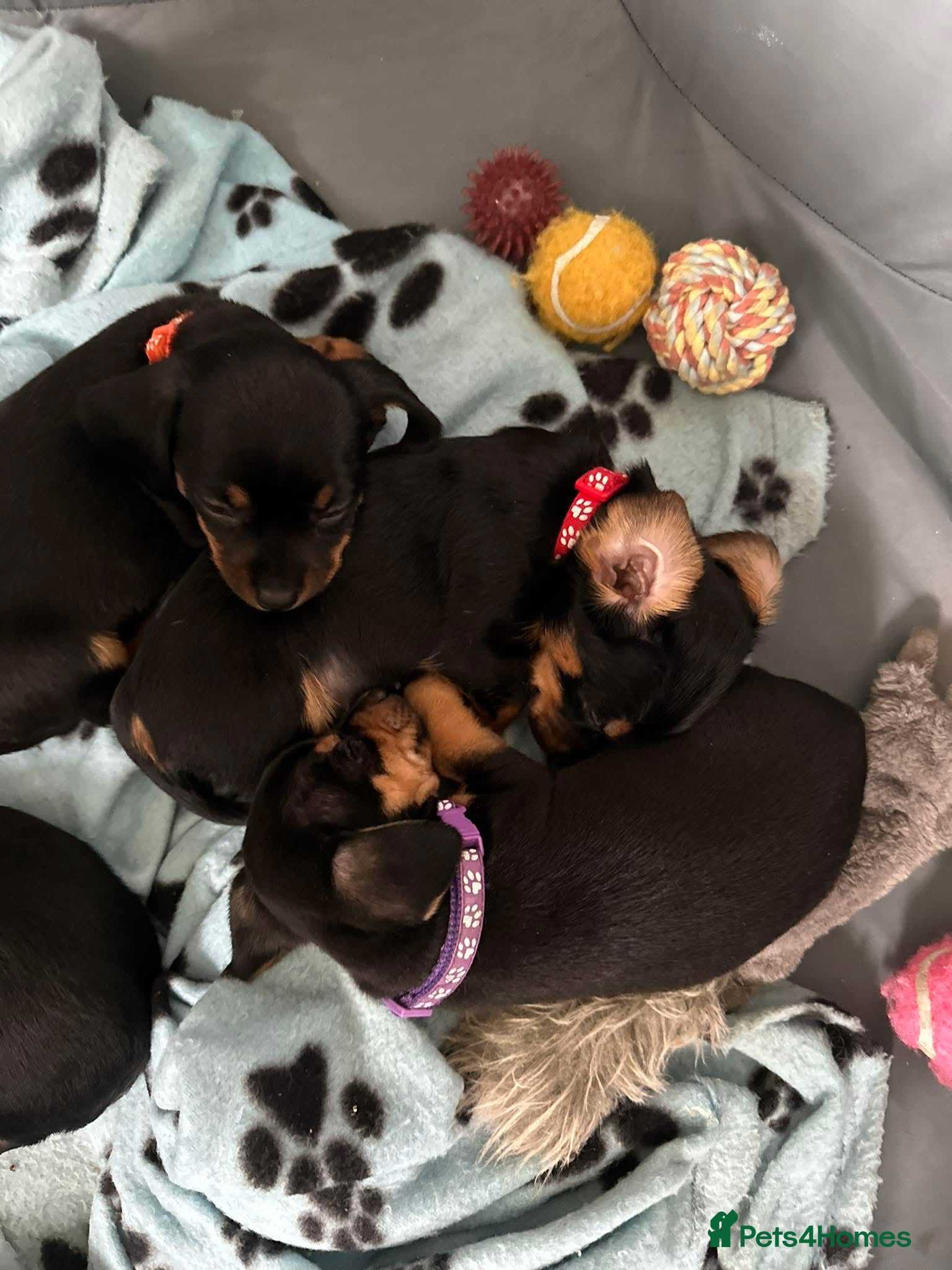 Mixed Breed dogs Dachshund X Yorkshire Terrier puppies  - Advert 8